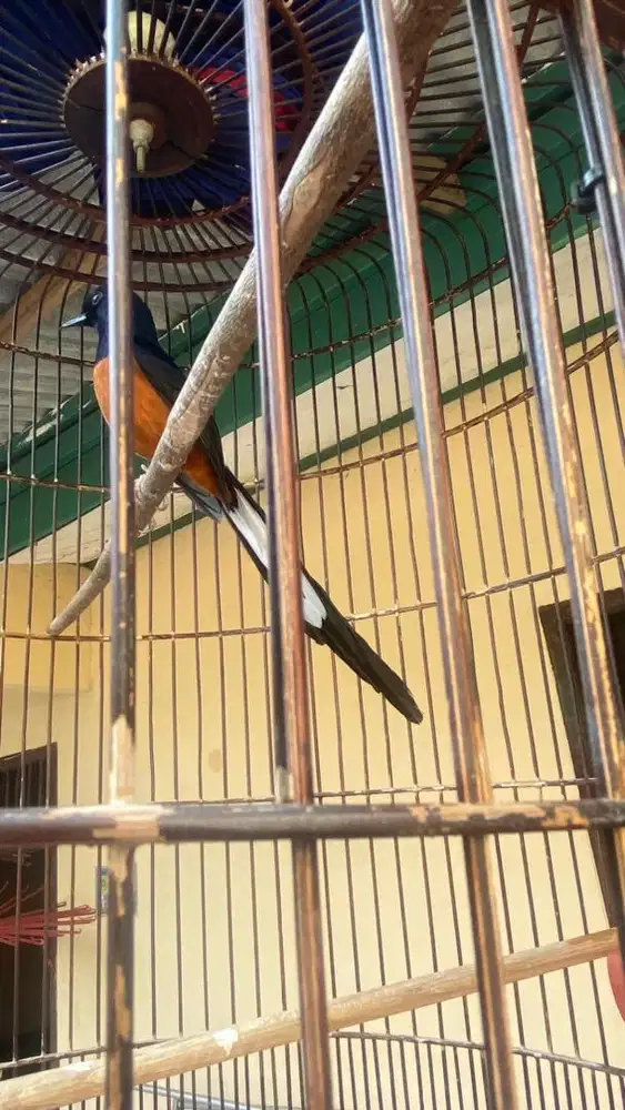 Murai Batu GACOR SIAP GANTANG