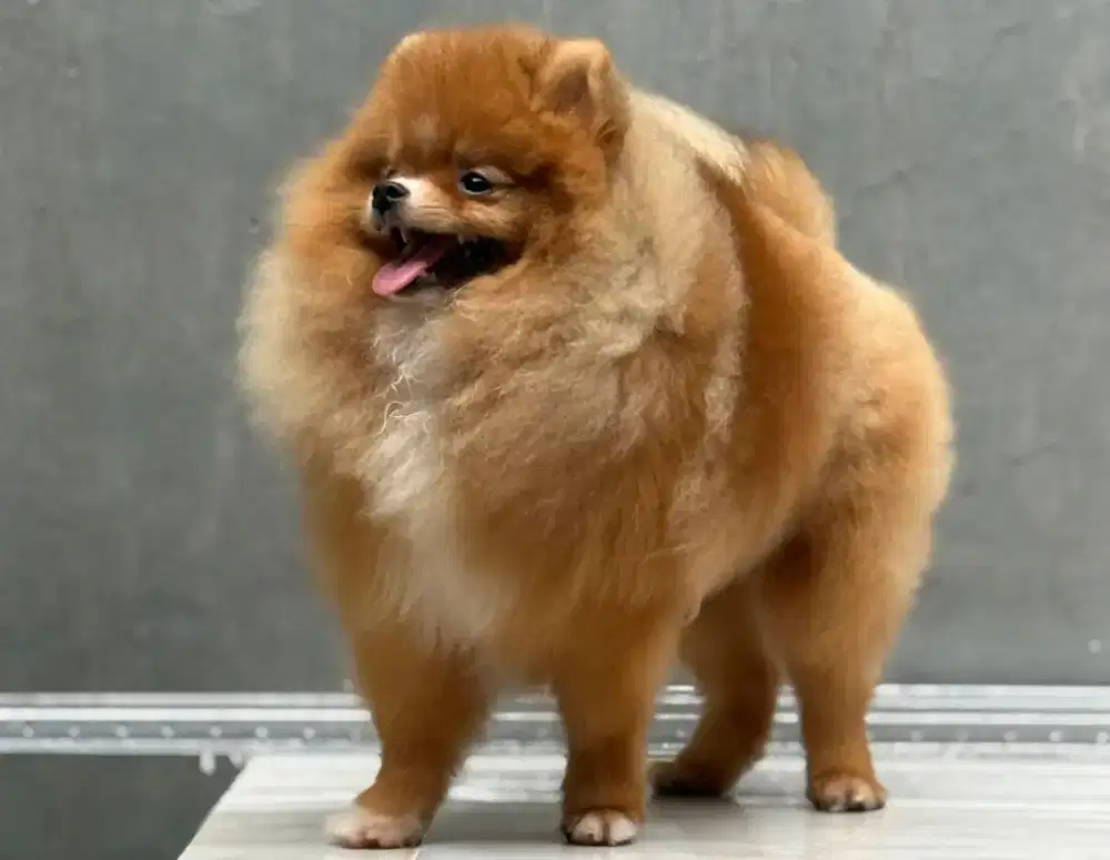 Pomeranian Jantan