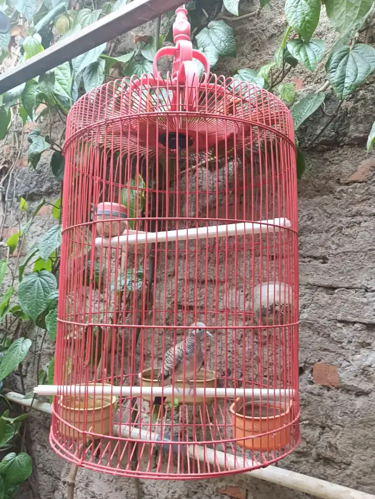 dijual kandang besar