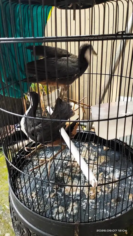 Burung Ruak atau Kareo Padi