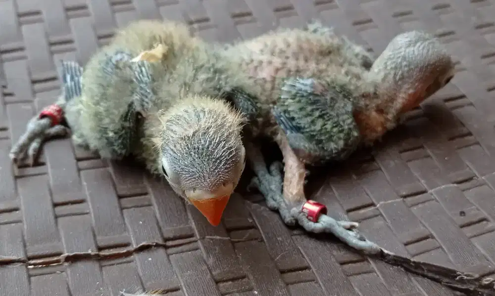 Lolohan Lovebird
