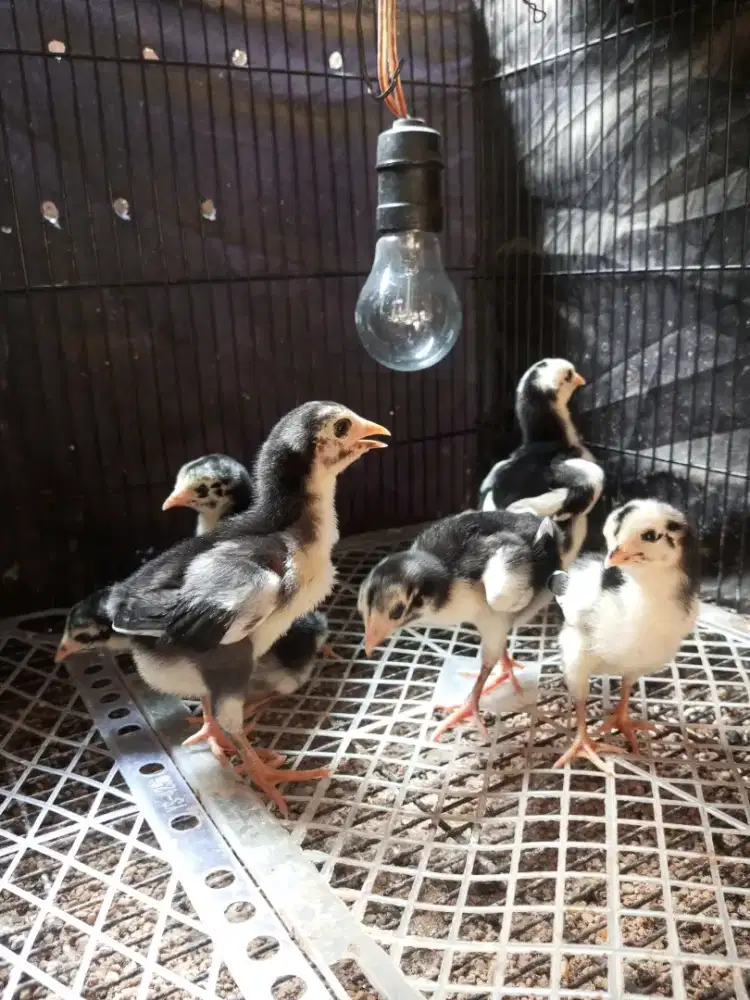 anak ayam bangkok x pakhoy full brakot usia  minggu