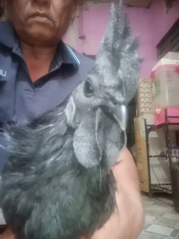 Ayam cemani lidah hitam umur 7.5 bln jual 1400.000