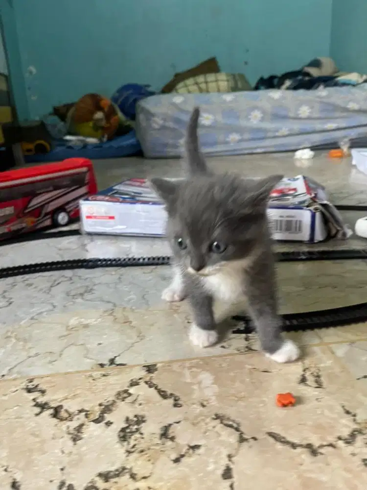 Kitten bsh scoties