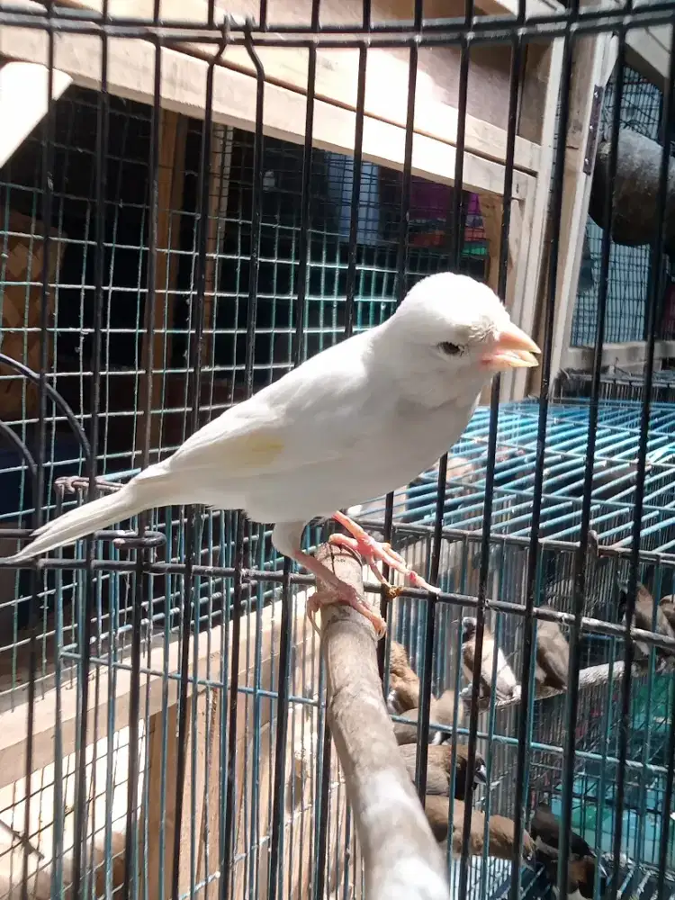 Burung kenari loper