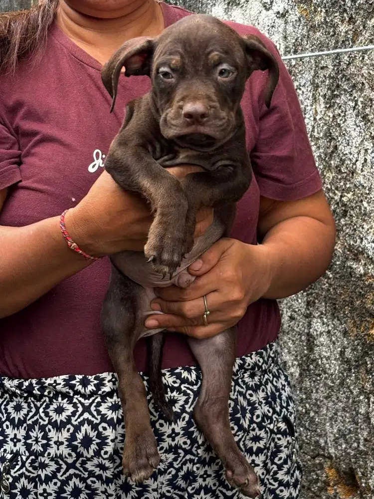 Anjing Pitbull pure