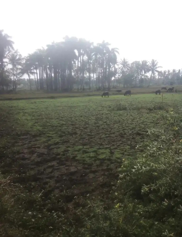 Dijual Tanah 41,666 m2 Jl Raya Panimbang Tanjung Lesung Banten