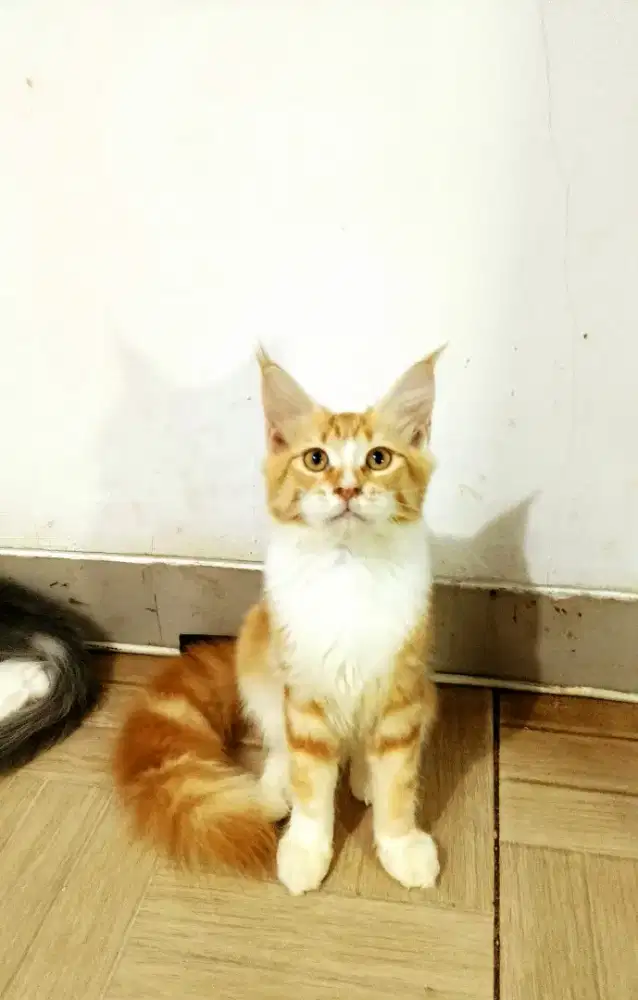 Kitten MaineCoon Betina Pure No mix. Induk ped CFA Maine Coon