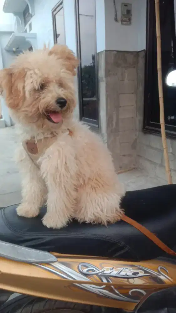 Poodle 6 bulan betina