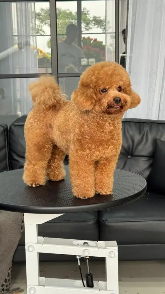 Lowongan kasir pet salon