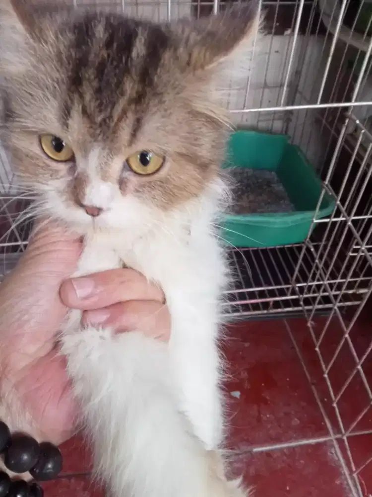 Adopsi Kucing Persia Medium