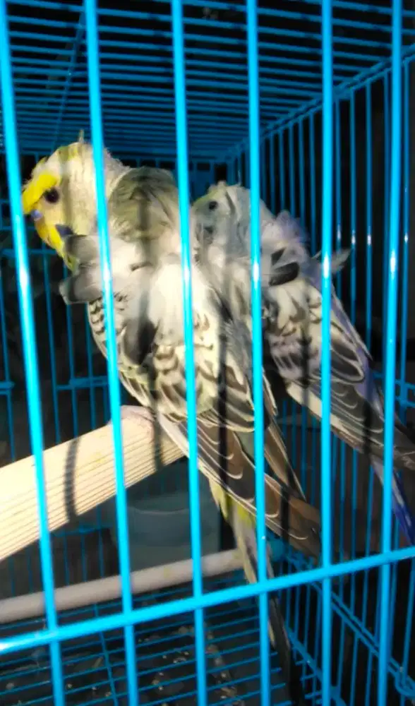 Burung parkit hagoromo