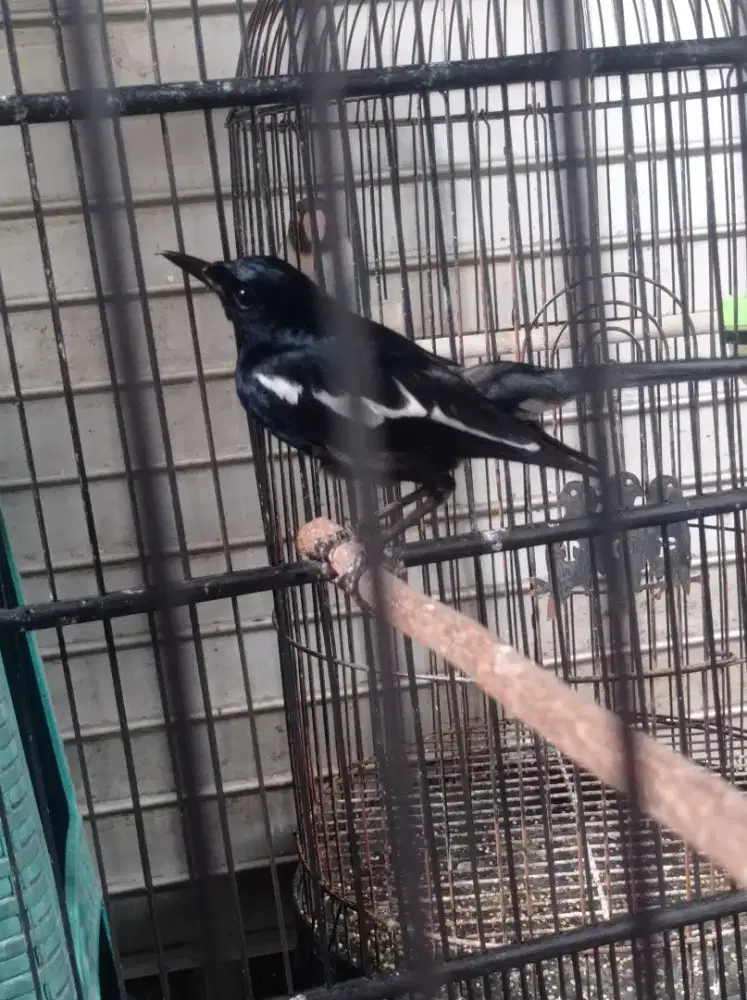 Kacer riam full hitam