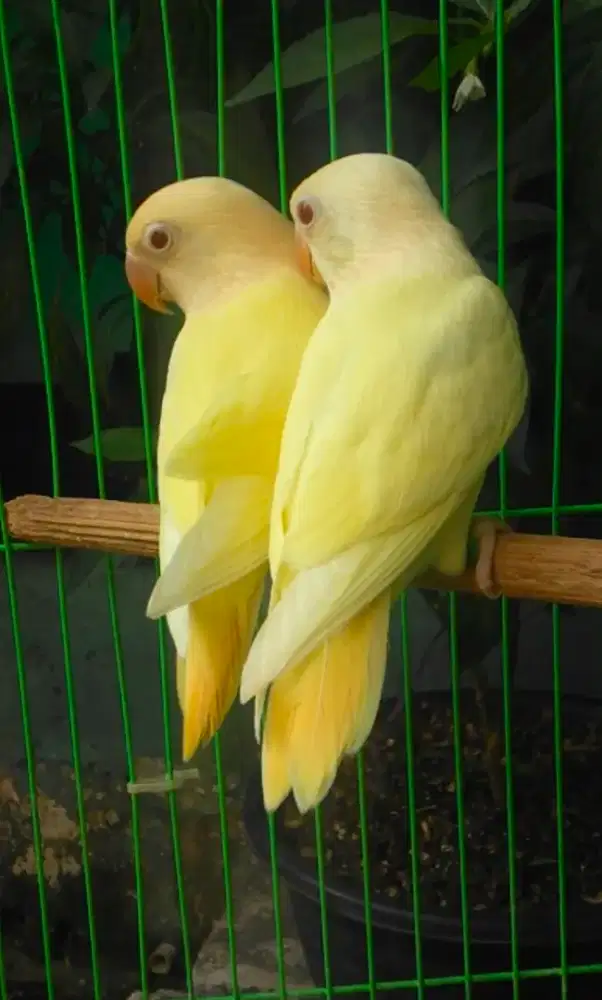 Burung Lovebird