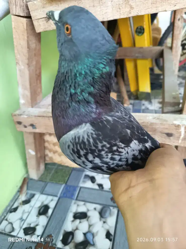 Merpati/burung dara Bujangan metris jambul