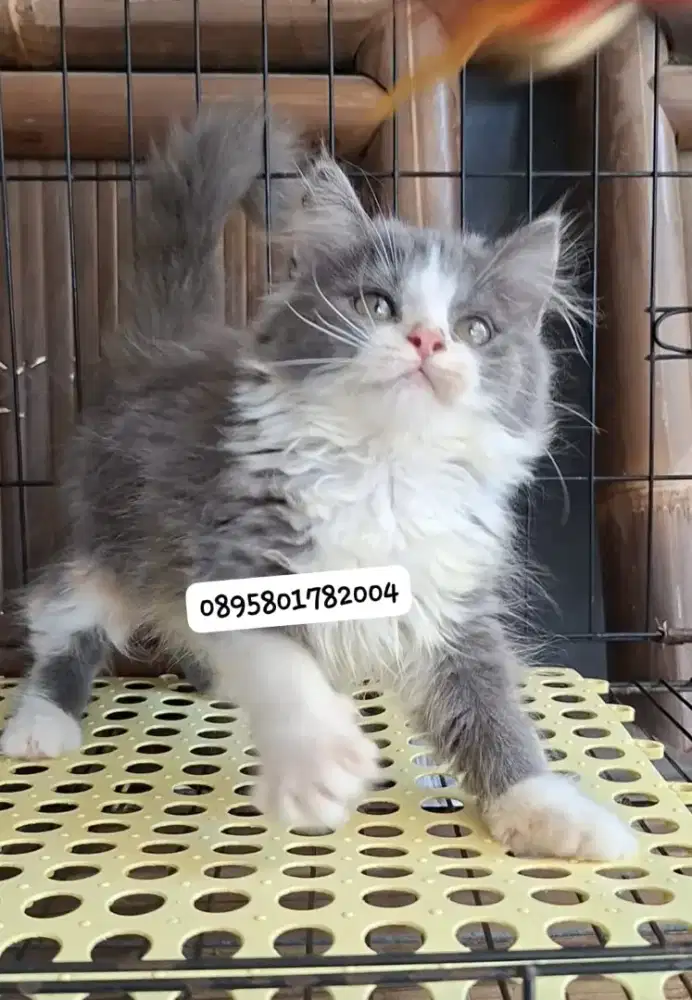 Anak kucing persia l/kitten persia  betina/kucing  persia betina