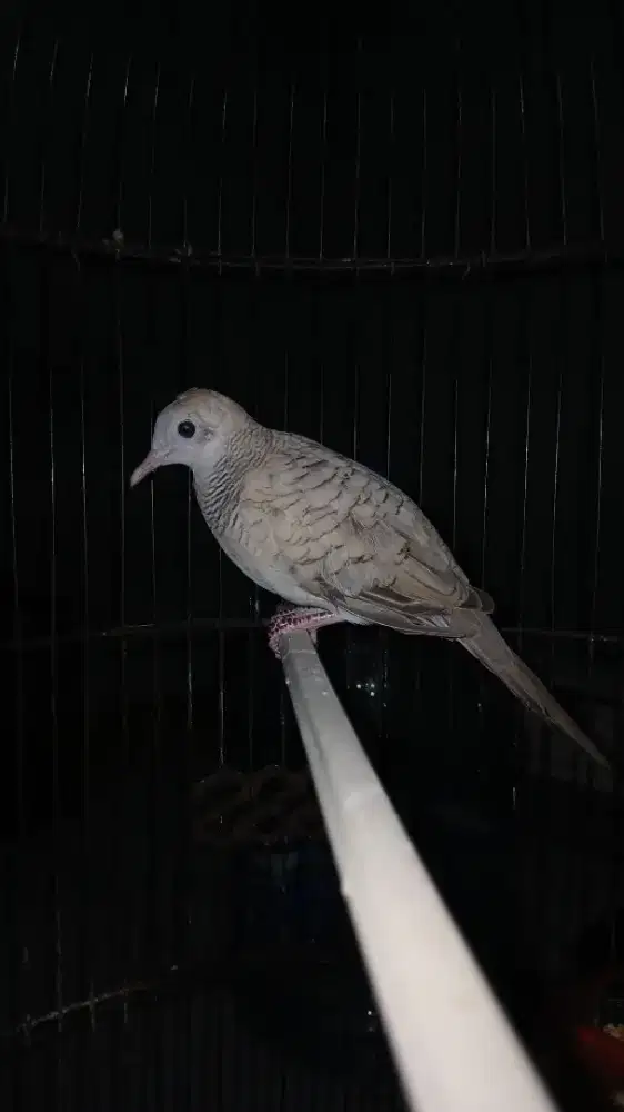Perkutut silver n tekukur