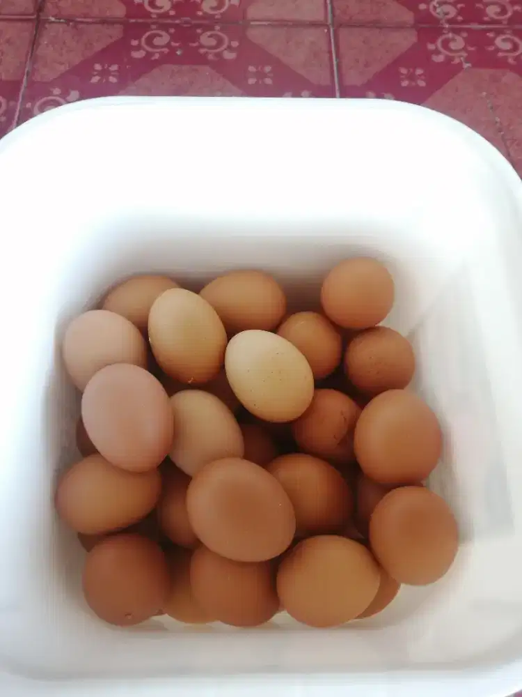 Telur ayam ras fress