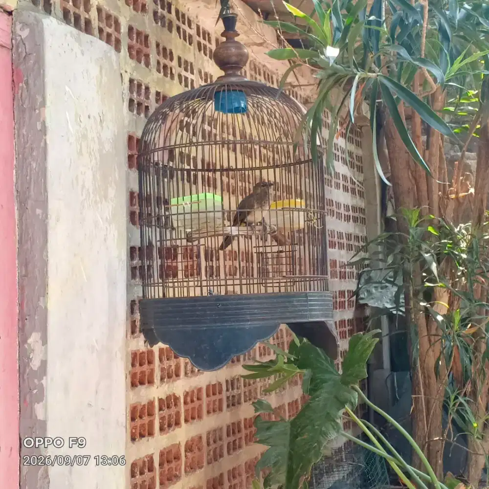 Burung Cucak Wilis Fullset Murah