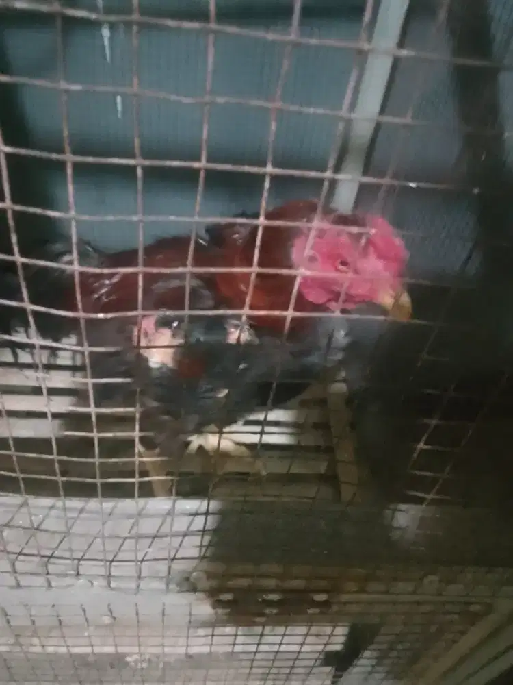 Ayam pakhoy tehnik 7 x win vedio redy