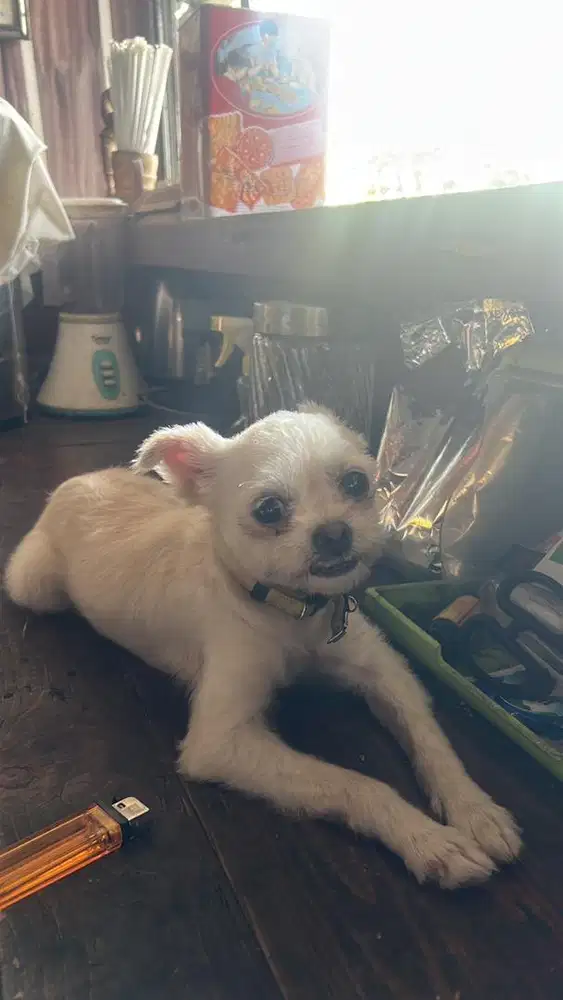 chihuahua betina