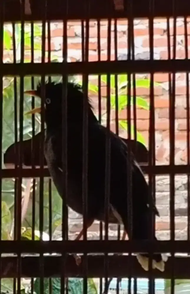Burung Jabo Rajin Ngoceh Fullset Murah