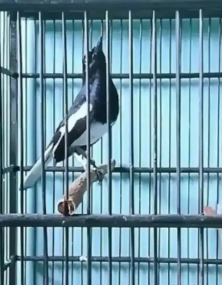 poci gacor plus sangkar