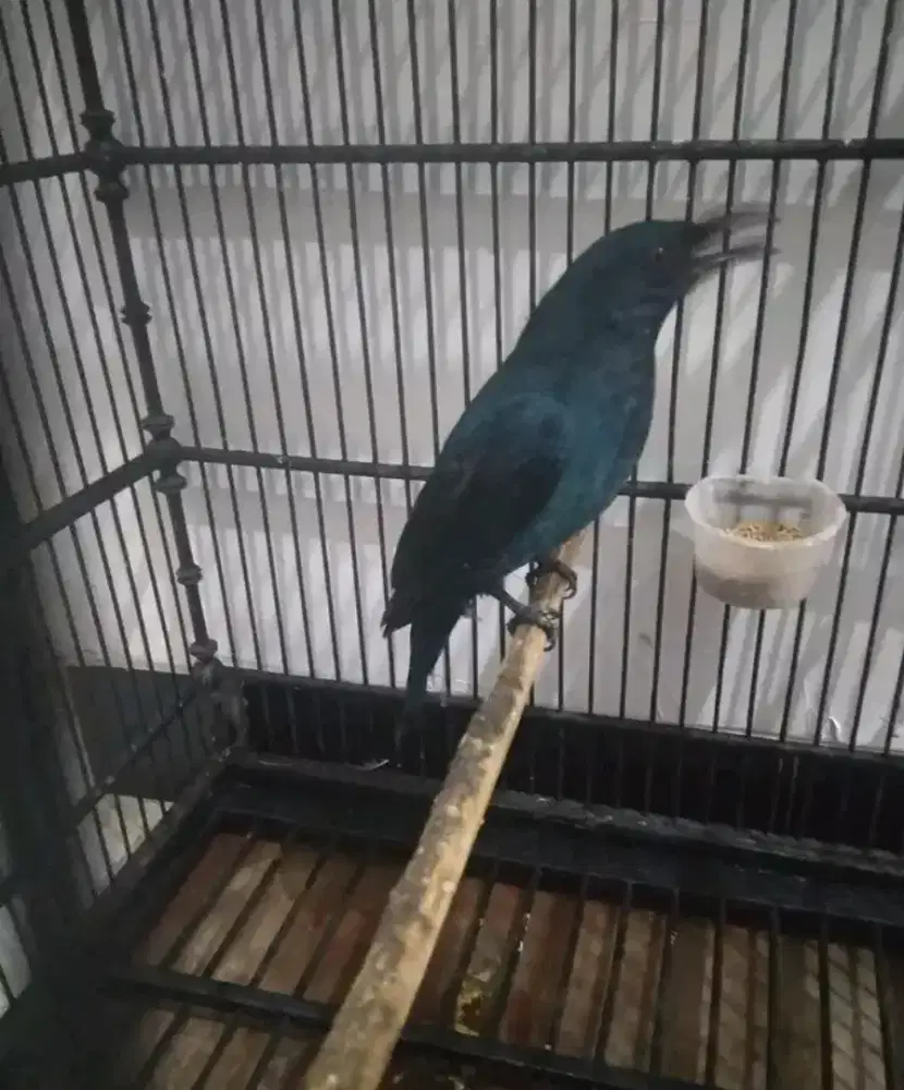 cucak biru anak jantan mulus
