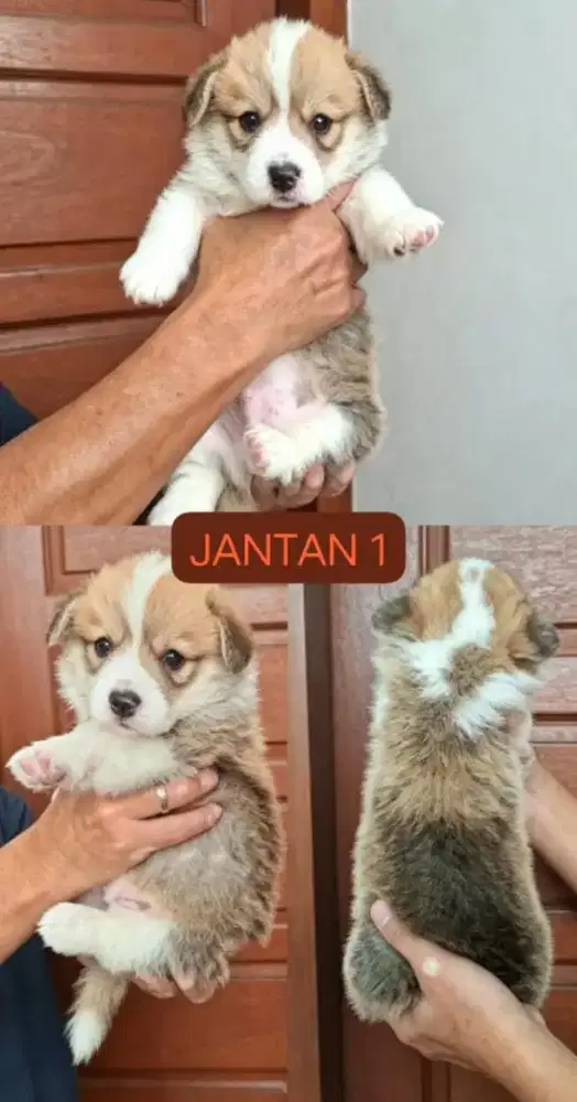 Jual corgi jantan ekor utuh