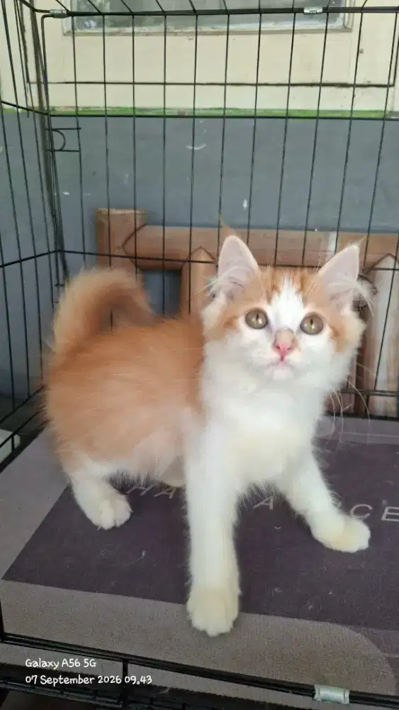 Anak kucing anggora/kitten flatnose jantan/kucing persia  jantan