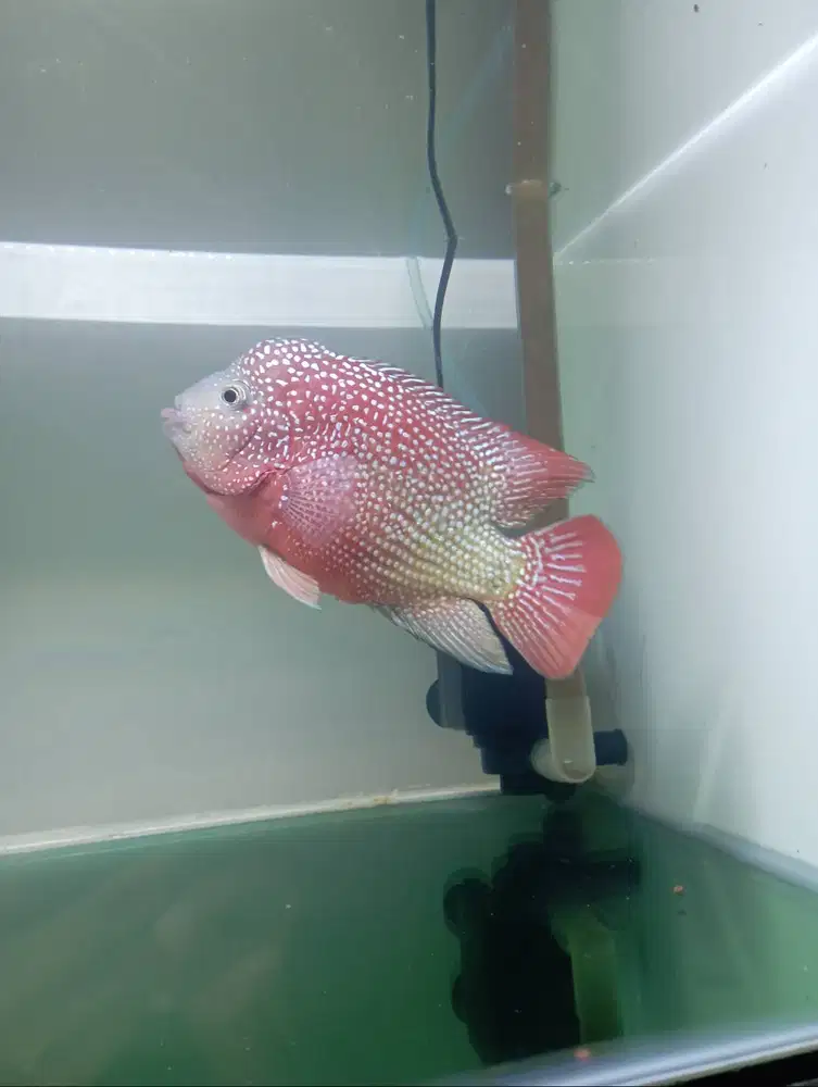 Ikan louhan cencu