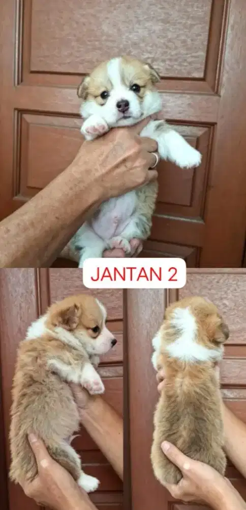 Corgi jantan ekor utuh
