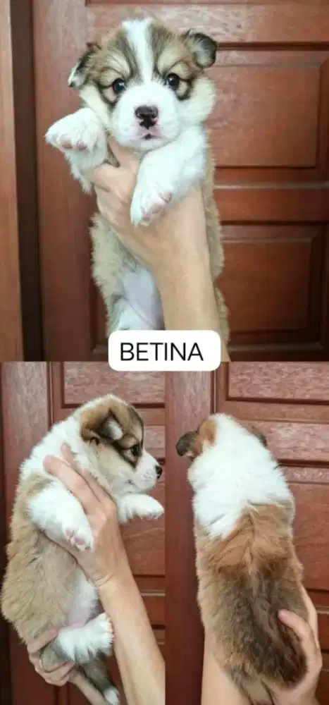 Corgi betina ekor utuh