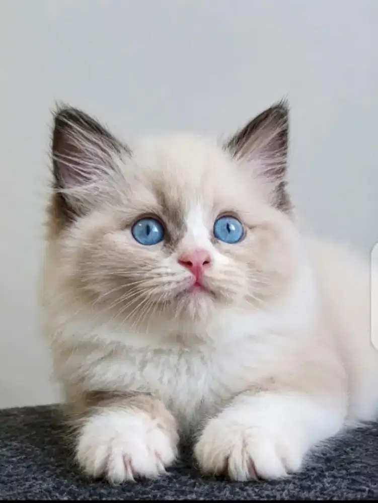 Ragdoll betina kitten