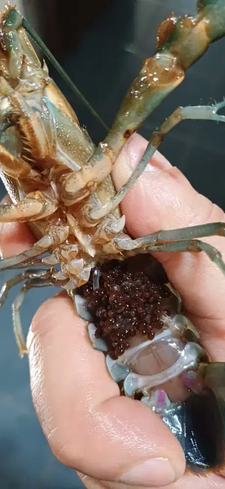Lobster air tawar gendong telur, 4inch