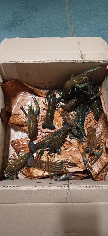 Lobster air tawar konsumsi