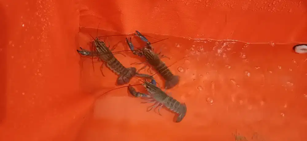 Lobster indukan 1set = 10 ekor
