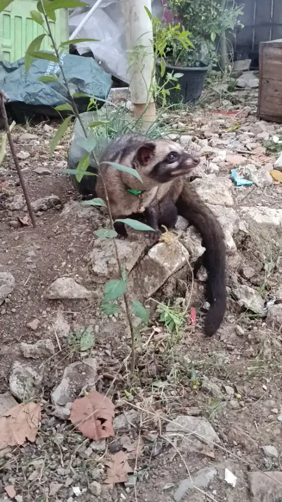 Musang betina jinak