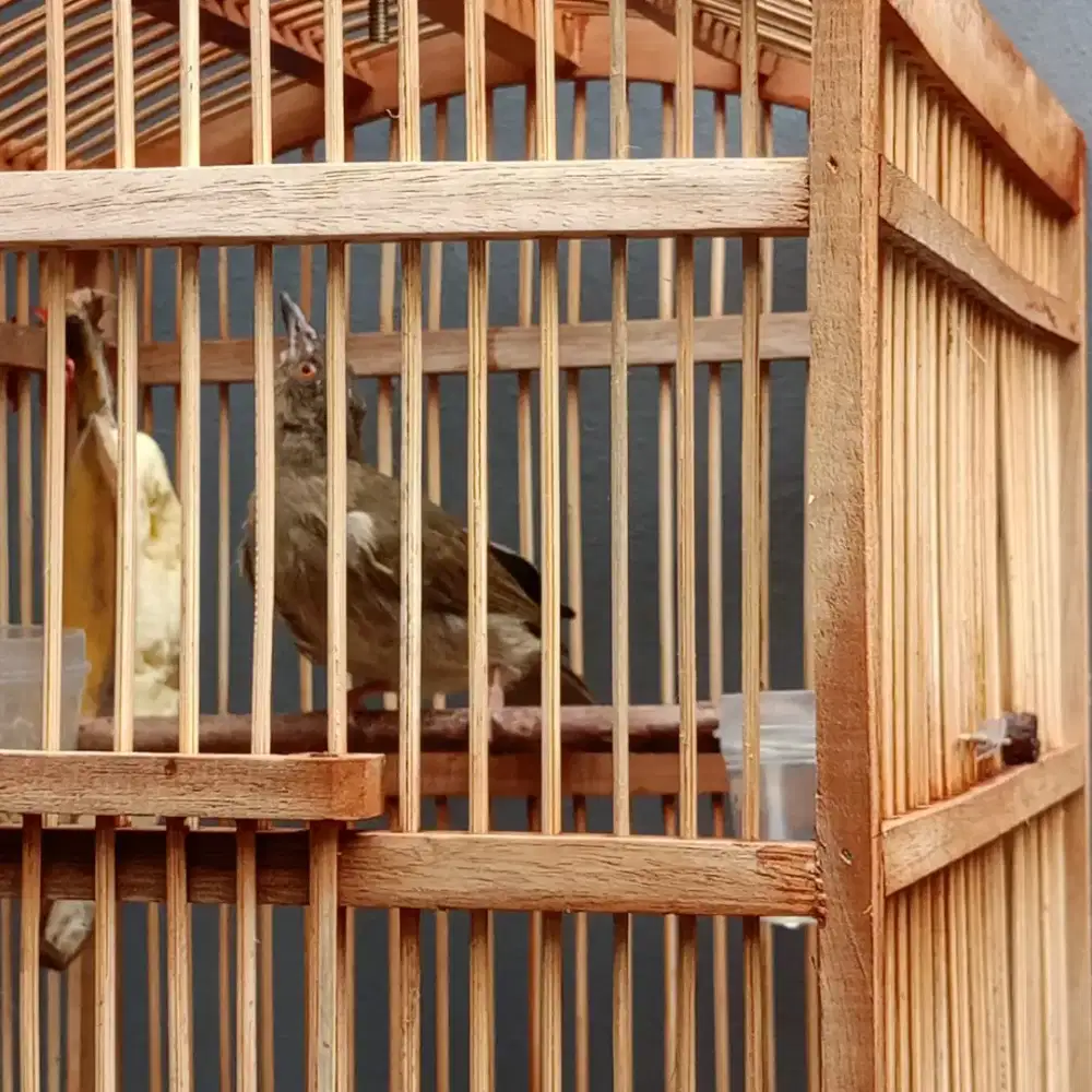 Burung merbah mk burja