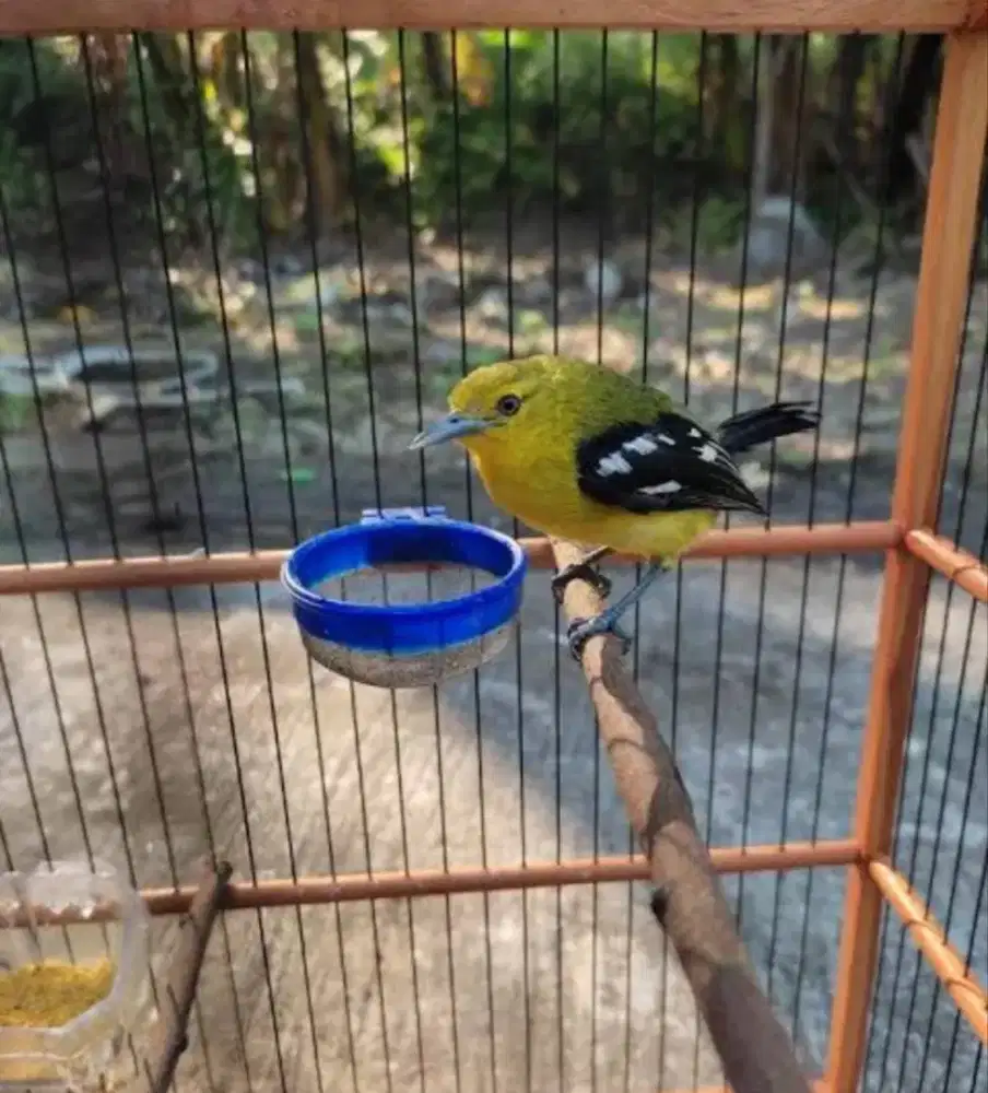 Burung cipoh Sumatra ekor hitam burja