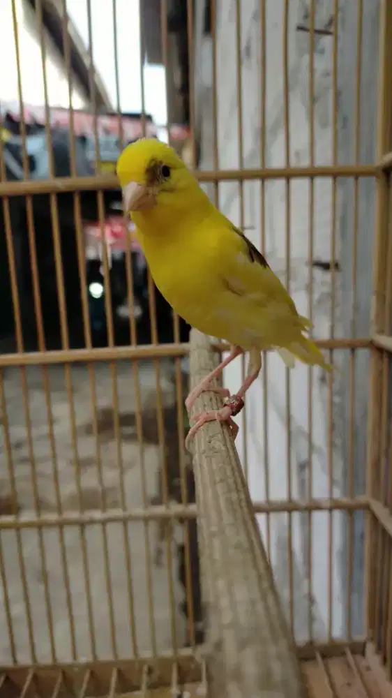 Burung kenari kuning intensif paud jantan