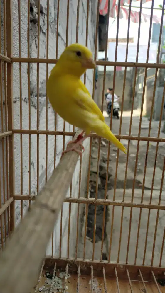 Burung kenari kunsif paud/anak jantan