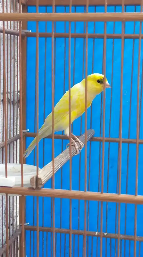 Burung kenari F1bb JM gacor perdana