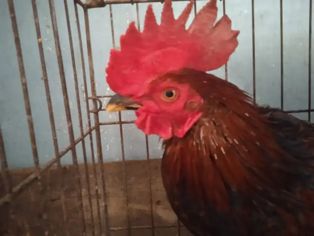 Ayam Bangkok Birma jengger lembe usia 6 bln lebih UK tinggi