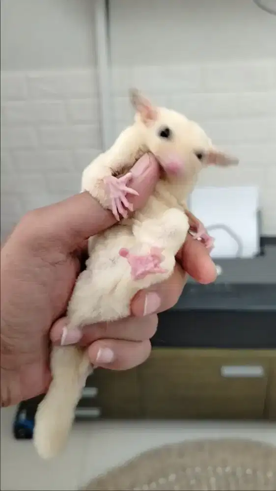 Sugar Glider Leucistic Betina