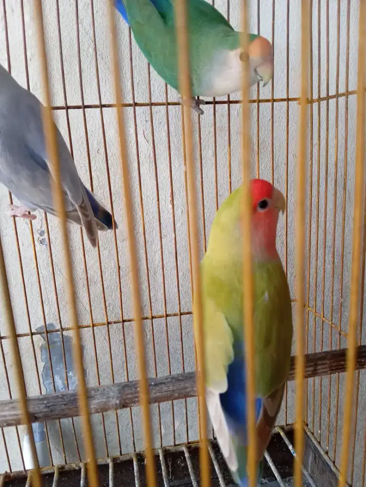 Lovebird non klep
