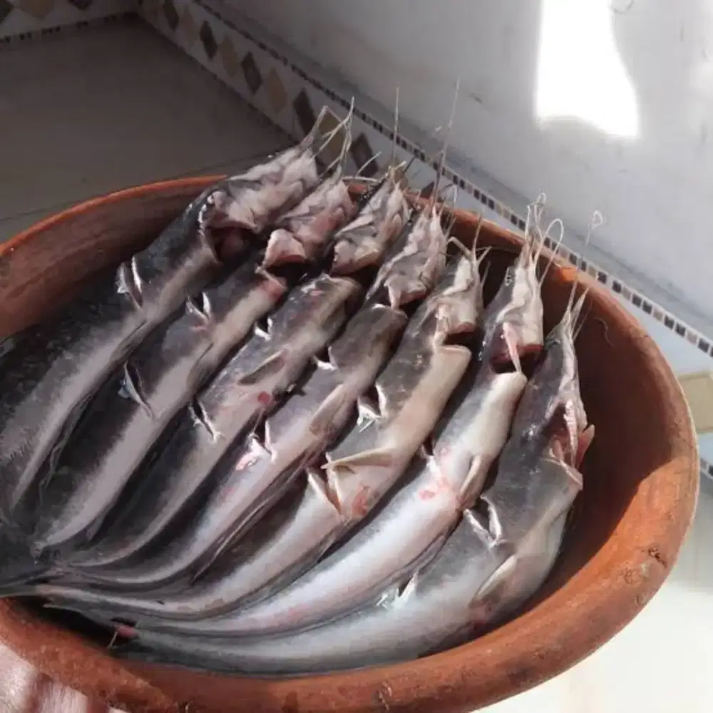 Ikan lele segar