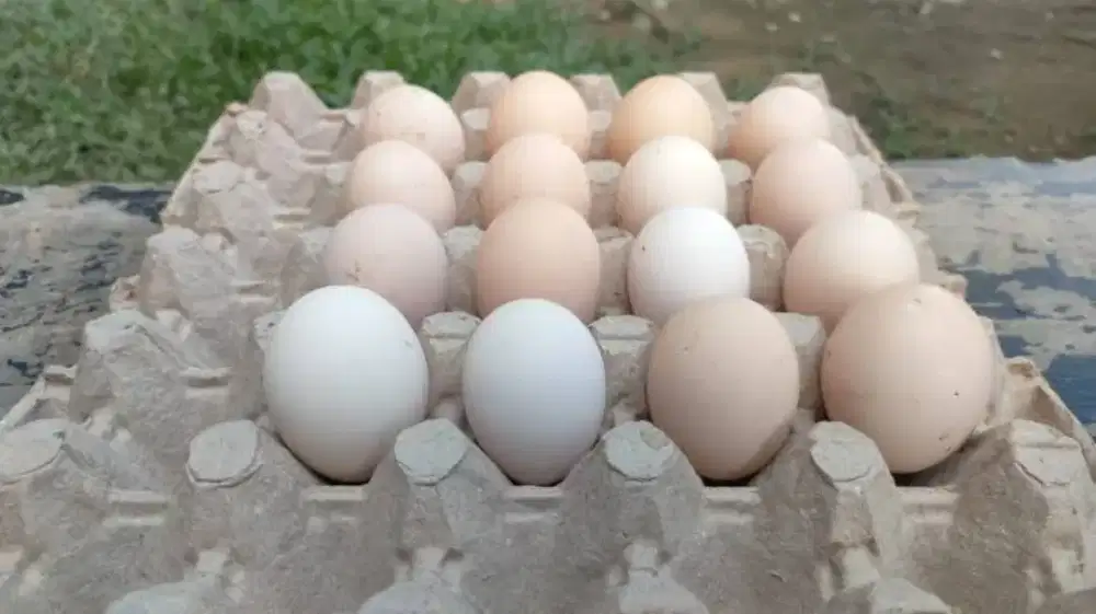 Telur Ayam Kampung
