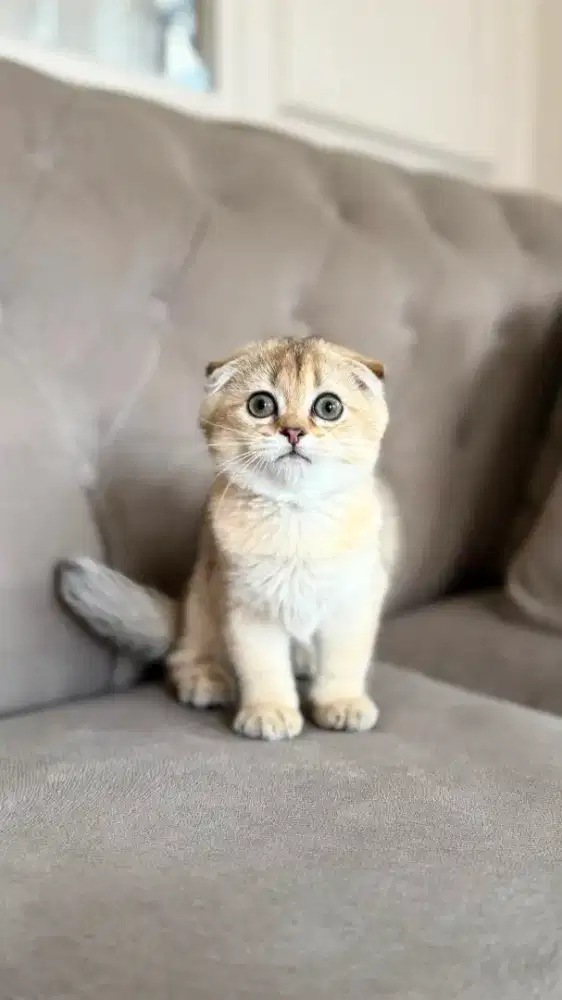 scottish fold betina golden anak import