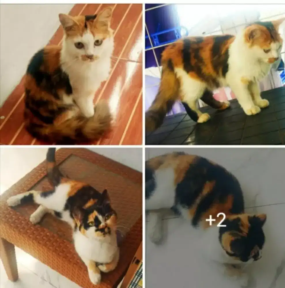 Kucing 5bln persmed mix 2 ekor calico bersih sehat